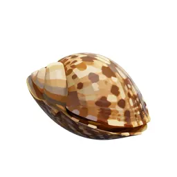 Thin-shelled mussel