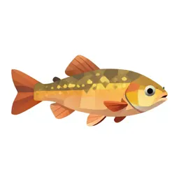 Topminnow