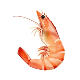 Tropical prawn