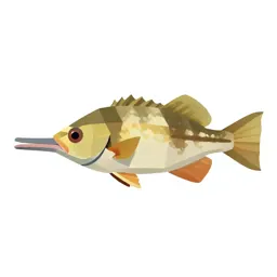 Trumpetfish