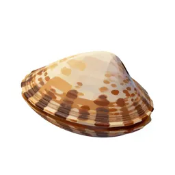 Edible cockle