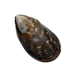 Edible mussel