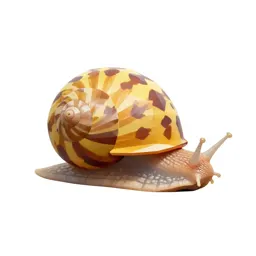 Edible snail