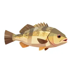 Elasmobranch
