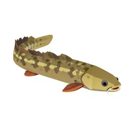 Electric eel