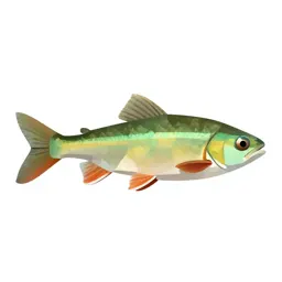 Emerald shiner