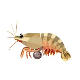 Opossum shrimp