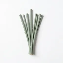 Birch