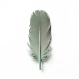 Contour feather