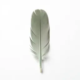 Flight feather