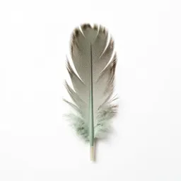Hackle