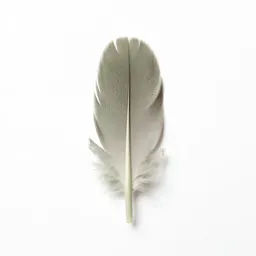 Plumule