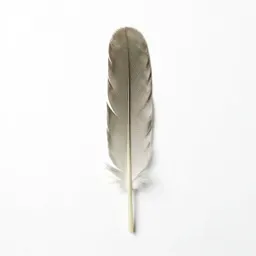 Sickle feather