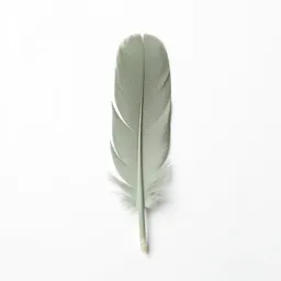 Tail feather