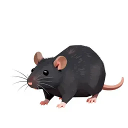 Black rat