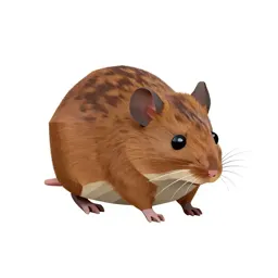 Deer mouse