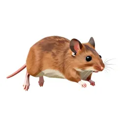 Meadow jumping mouse