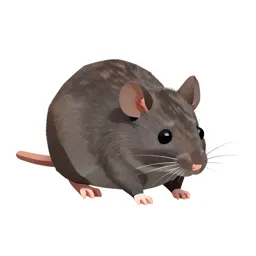 Pygmy mouse