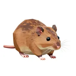 Wood rat