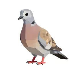 Band-tailed pigeon
