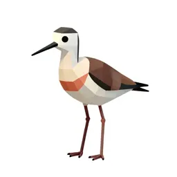 Banded stilt