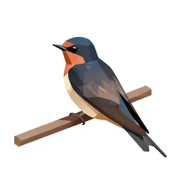 Barn swallow