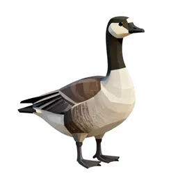 Barnacle goose