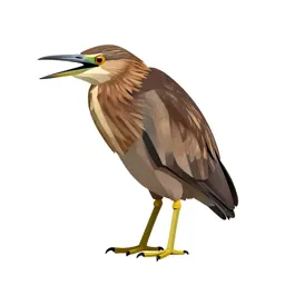 Bittern