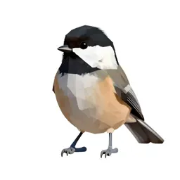 Black-capped chickadee