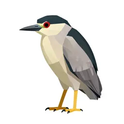 Black-crowned night heron