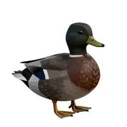 Black duck
