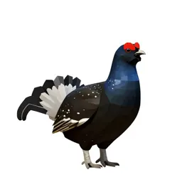 Black grouse