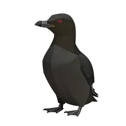 Black guillemot