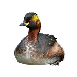 Black-necked grebe