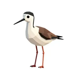 Black-necked stilt