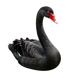 Black swan