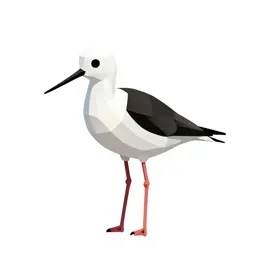 Black-winged stilt