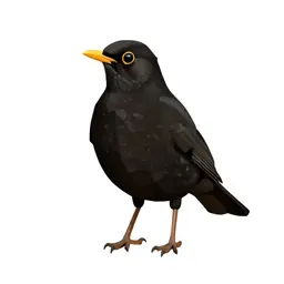 Blackbird