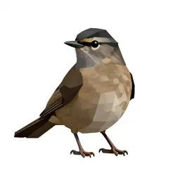 Blackcap