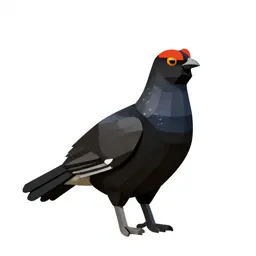 Blackcock