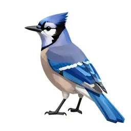 Blue jay