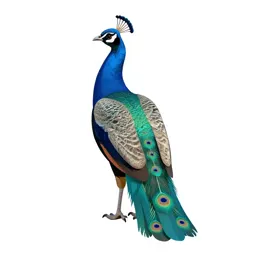 Blue peafowl