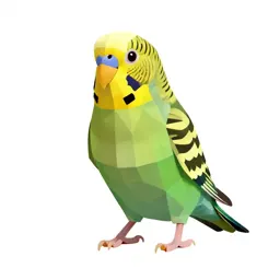 Budgerigar