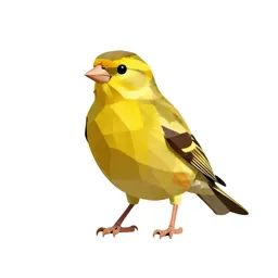 Canary