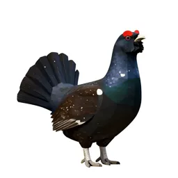 Capercaillie