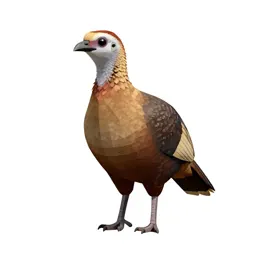 Chachalaca