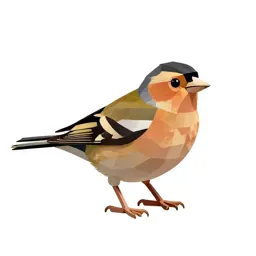 Chaffinch