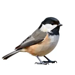 Chickadee