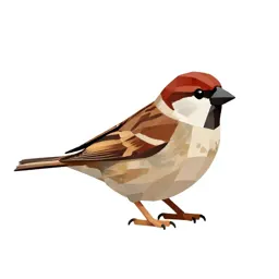 Chipping sparrow