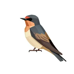 Cliff swallow